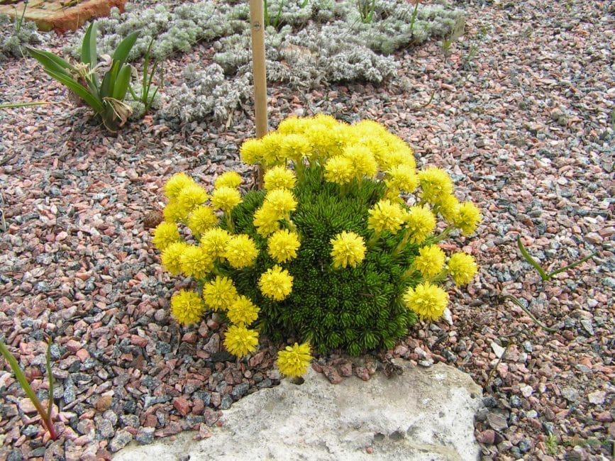 Feuille de genévrier saxifrage