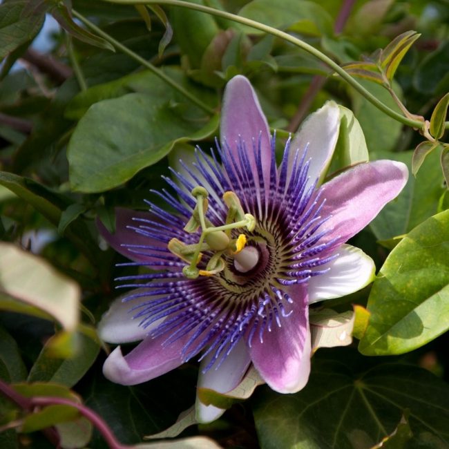 fleur de passiflore
