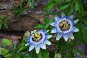Passiflora home ou passiflore - une liane aux fruits comestibles: description, types, culture, plantation et entretien, reproduction (80+ Photos & Vidéos) + Avis