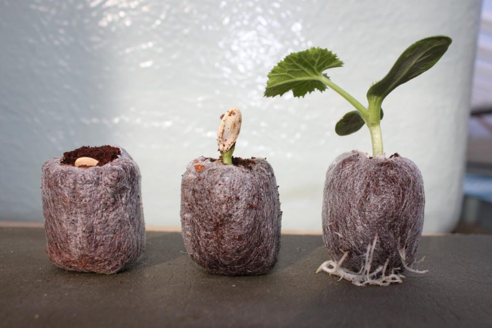 Les comprimés de tourbe ouvrent de larges opportunités aux jardiniers pour la culture de semis et simplifient considérablement ce processus.