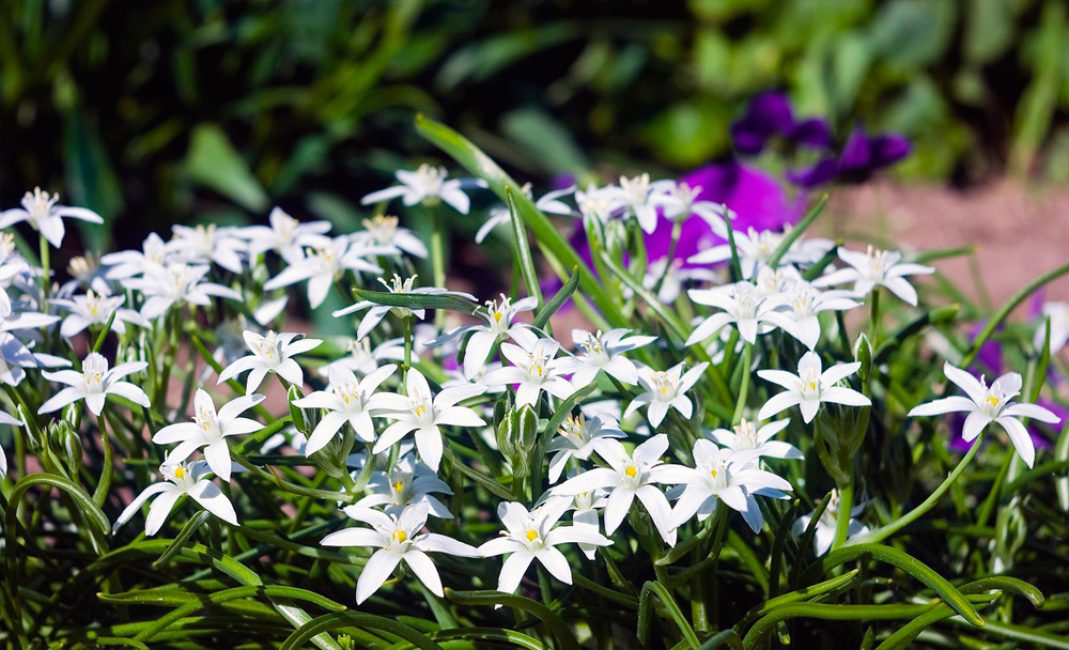 éleveur de volailles