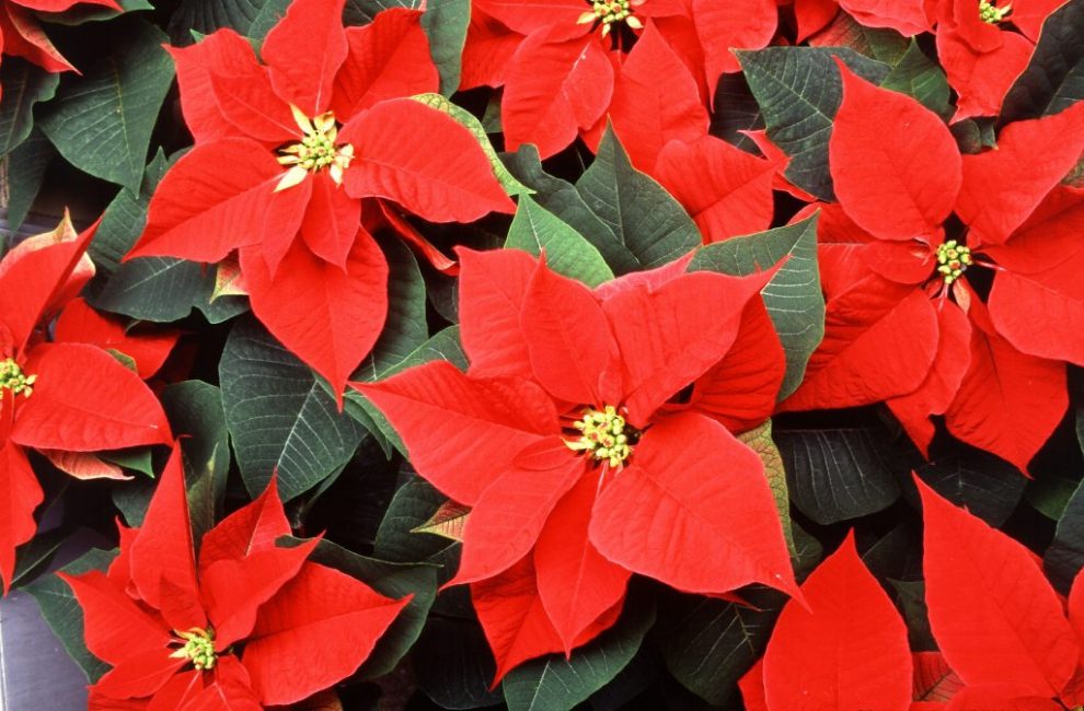 Poinsettia ou Euphorbe la plus belle