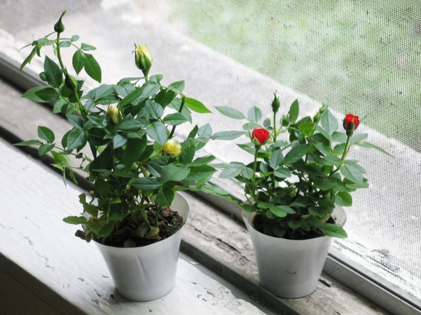 Culture à domicile de roses