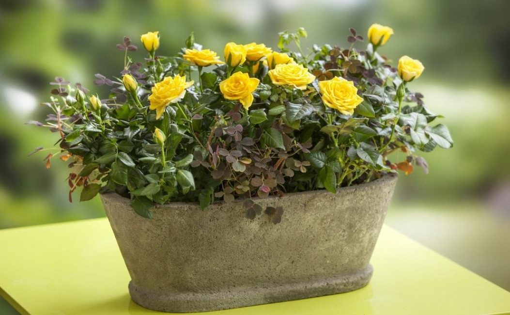 Ils fleurissent beaucoup plus longtemps que ceux du jardin - ils commencent en mai et se terminent fin novembre.