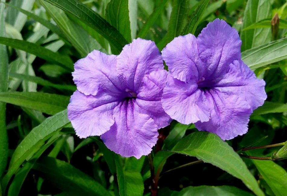 Ruellia tubéreuse