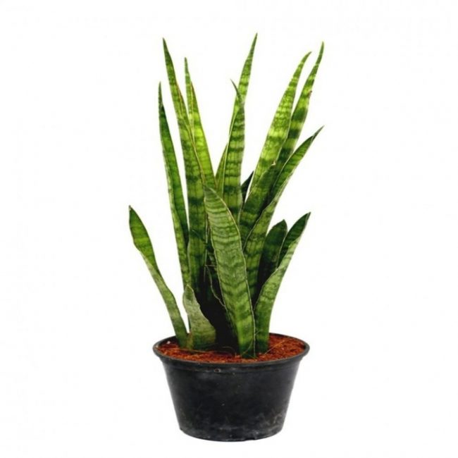 Sansevieria trois bandes