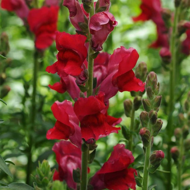 Snapdragon (fusée Snapdragon)