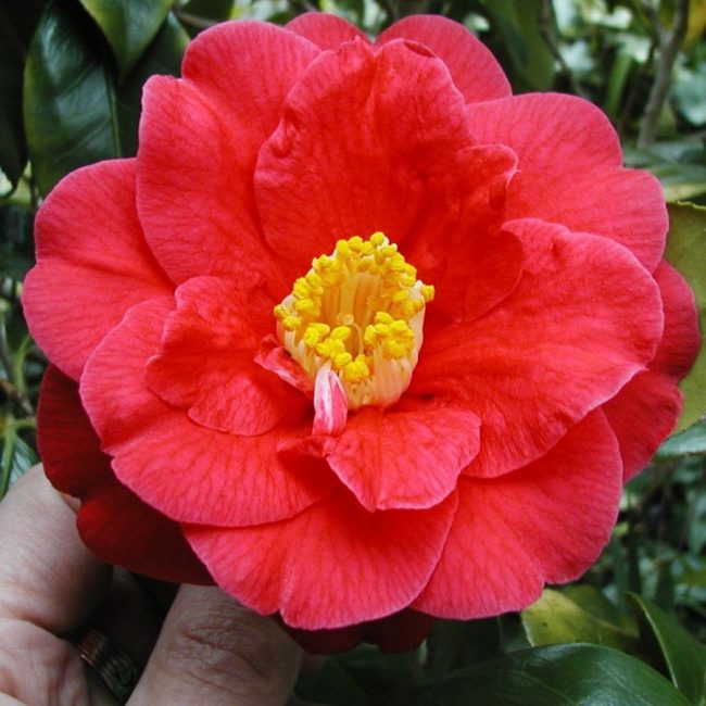 Camellia japonica Guilio Nuccio