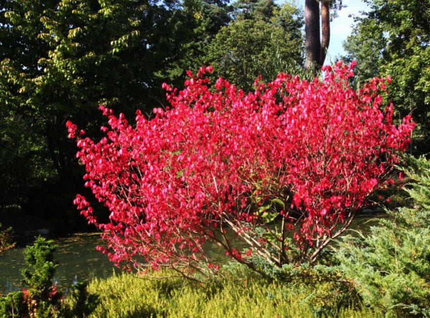 Euonymus Cascade rouge européenne