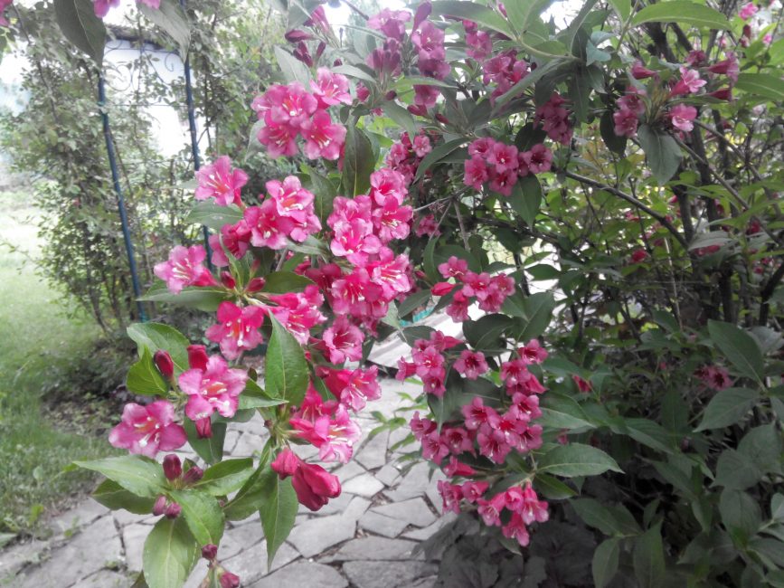 weigela est activement utilisé dans l'aménagement paysager