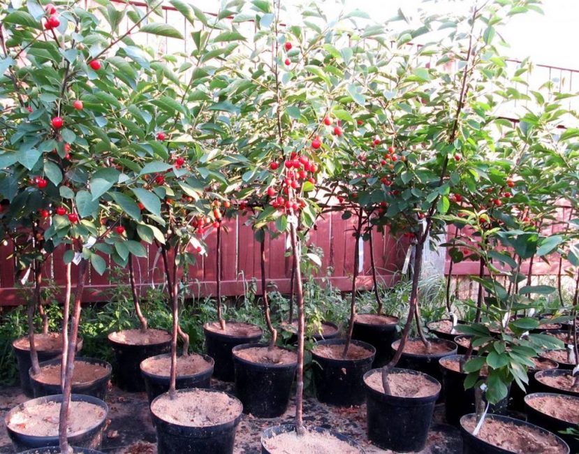 Jeunes plants avec une motte de terre