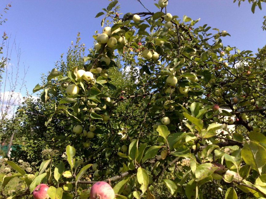 La branche de pommier se plie avec un grand nombre de fruits