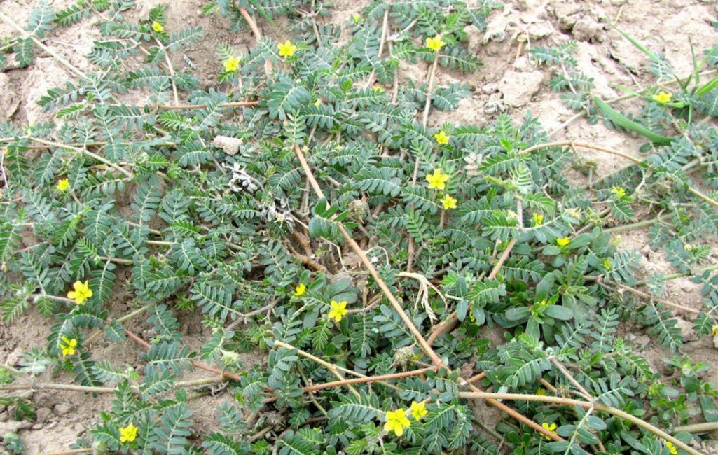 Tribulus rampant