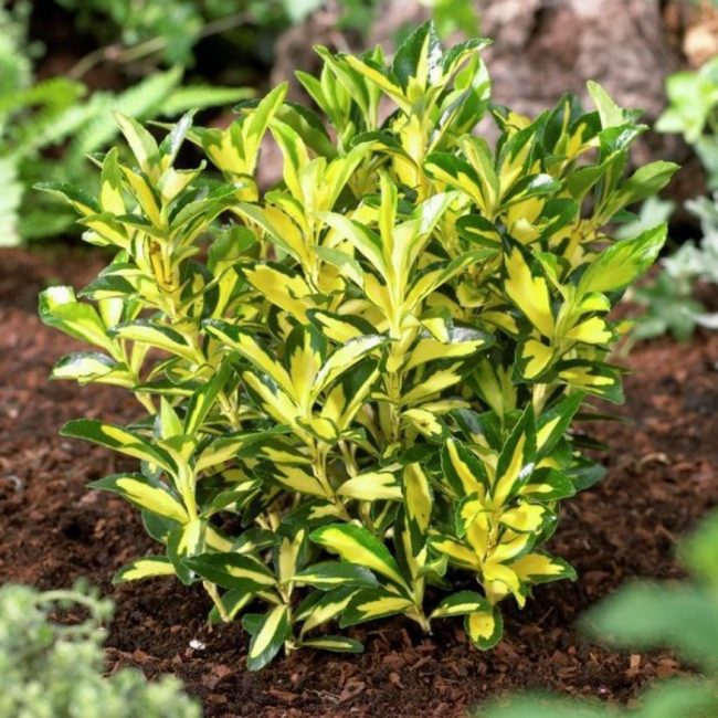 Euonymus japonais Microphyllus aureovariegatus