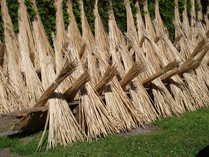 Il est nécessaire de commencer à récolter les matières premières en mars ou plus près de l'automne, en septembre