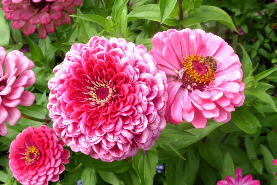 Zinnia