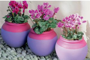 Cyclamen - bulbe violet: description, culture à partir de graines à la maison, entretien des plantes, reproduction et transplantation (75+ Photos & Vidéos) + Avis