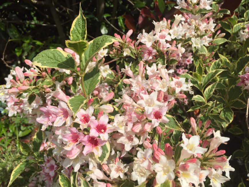 Weigela Variegata Nana