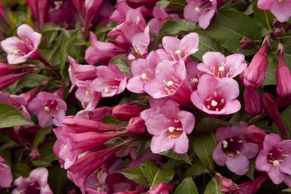 Weigela Blooming (grade Menuet)