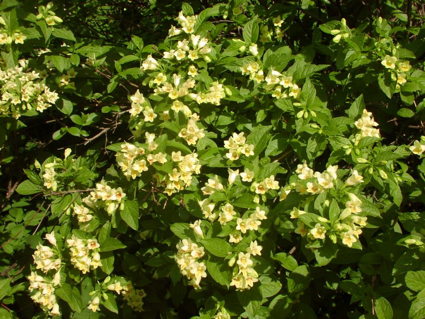 Weigela Middendorffiana