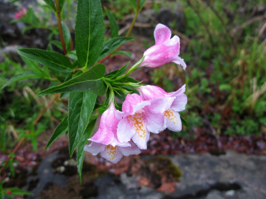 Weigela est sympa. Weigela Suavis