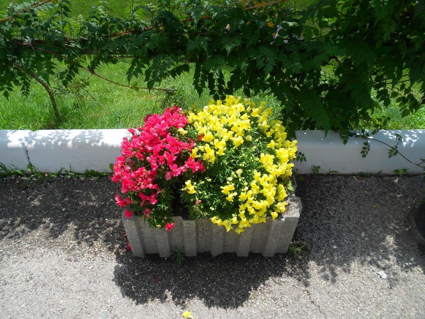 Mini parterre de fleurs avec muflier
