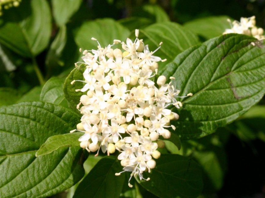 Les deren décoratifs dépendent d'un bon arrosage, de l'emplacement