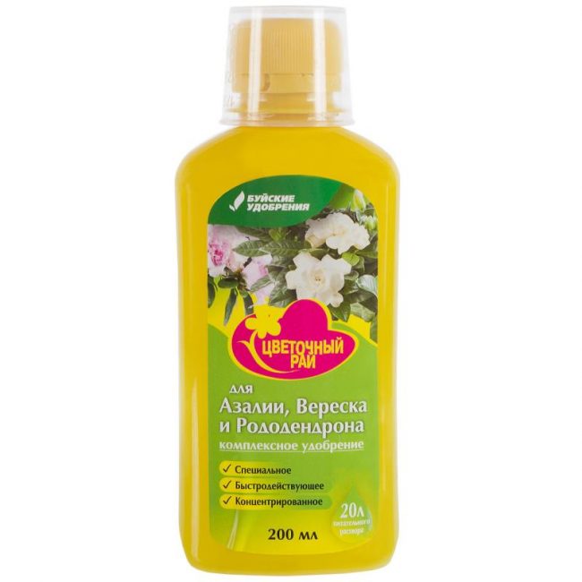 En plus de la pulvérisation et de l'arrosage, les bruyères décoratives ont besoin d'un pansement supérieur.