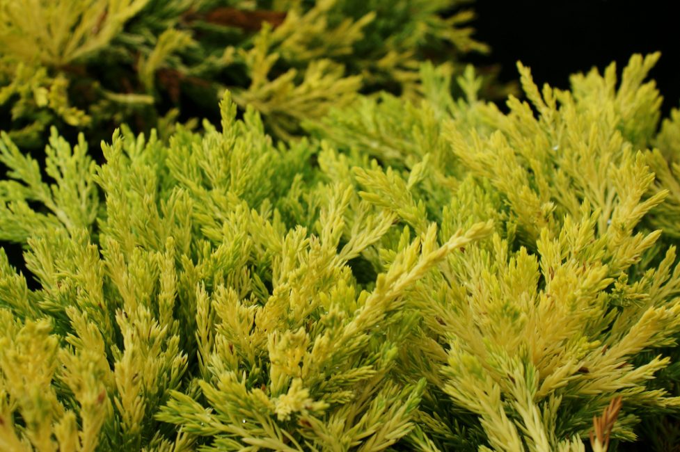 Genévrier horizontalis