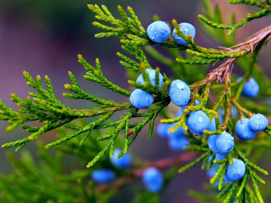 Genévrier à l'état sauvage