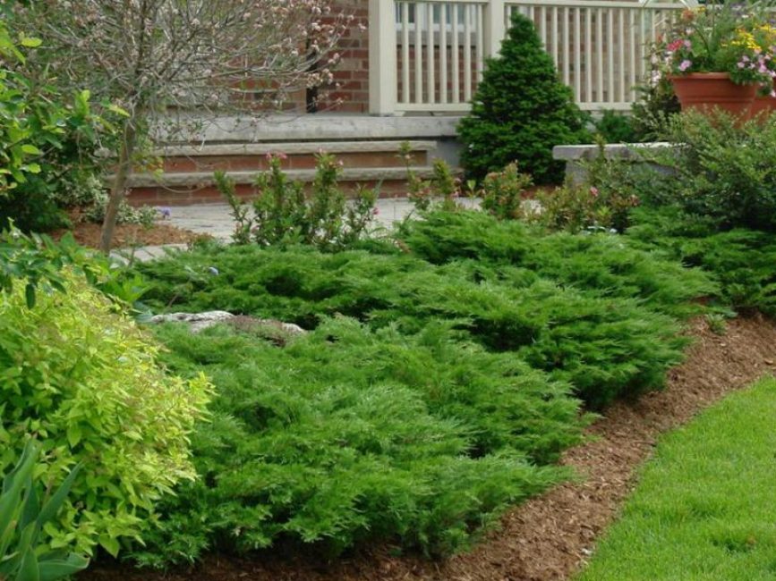Genévrier dans la parcelle de jardin