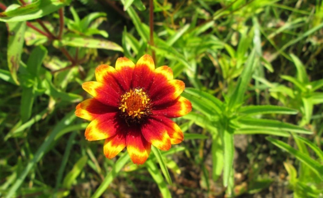 Zinnia: description, plantation en pleine terre, entretien d'une annuelle avec la plus longue floraison (95 Photos & Vidéos) + Avis