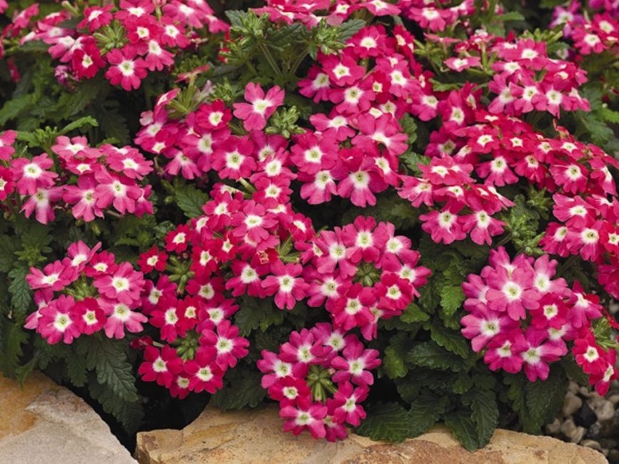 Verveine Hybride Tuscani