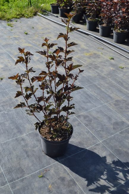 Vésicule Kalinolistny Red Baron