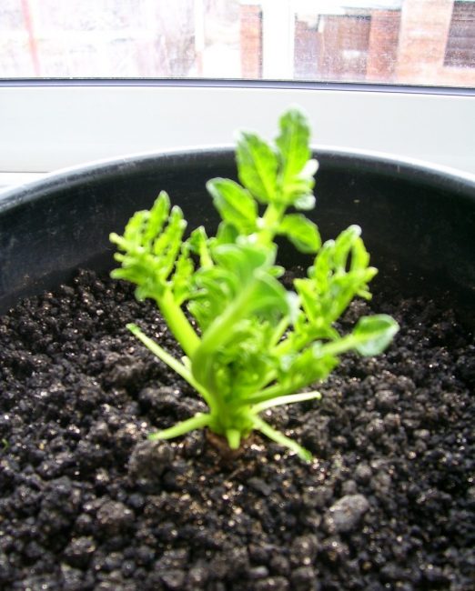 Boutures plantées dans le sol
