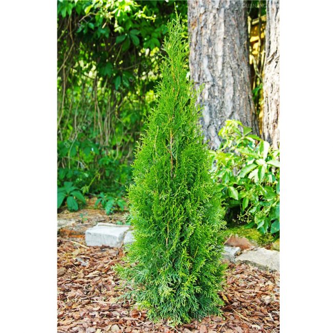 Pointe crayon ou pointe crayon