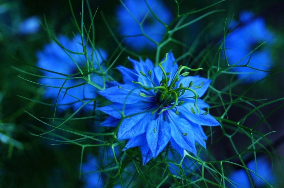 Nigelle (damassé de nigelle)