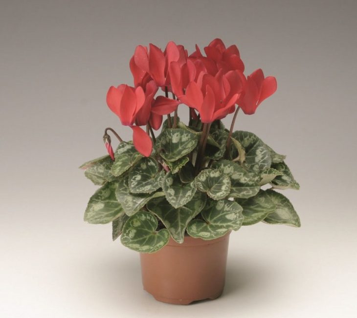 Cyclamen de Perse