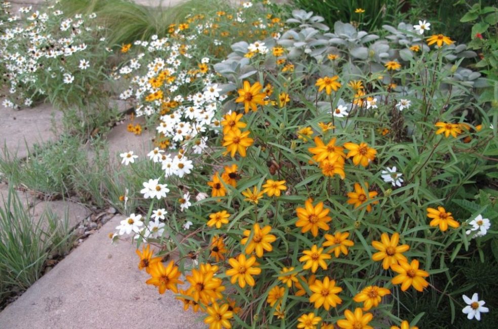 Zinnia à fleurs fines et zinnia linearis
