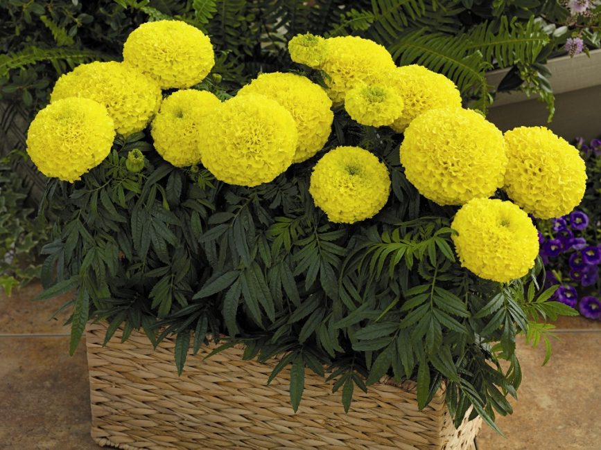 Soucis dressés (Tagetes erecta)