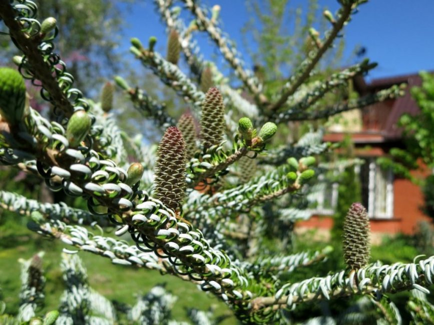 Abies coréen Silberlocke