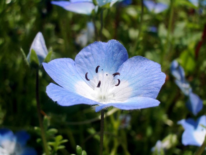Nemophila (myosotis américain)