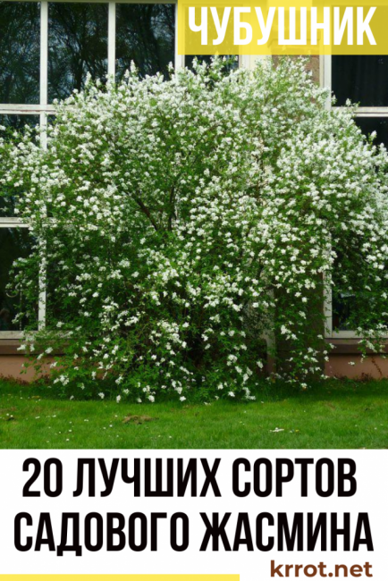 photo et description des variétés d'oranges simulées