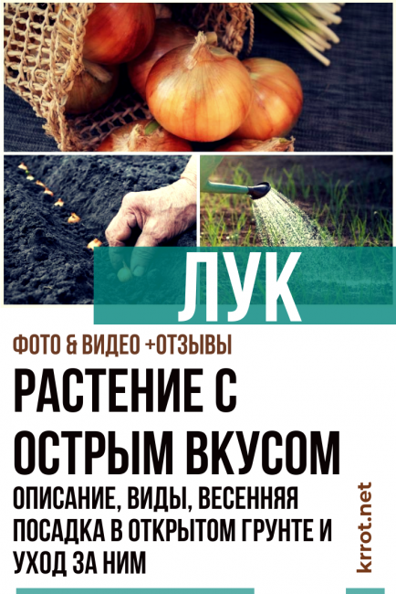 Oignon - Une plante au goût particulier