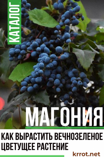 plantation et entretien du mahonia