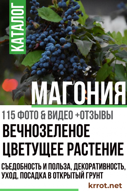 plantation et entretien du mahonia