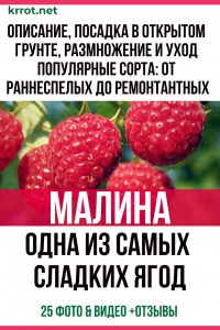 Les framboises font partie des baies les plus sucrées. Description, plantation en plein champ, reproduction et soins. Variétés populaires : de la maturité précoce à la remontante (25 Photos & Vidéos) + Avis