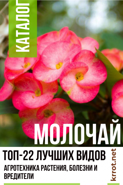 euphorbe maison, jardin