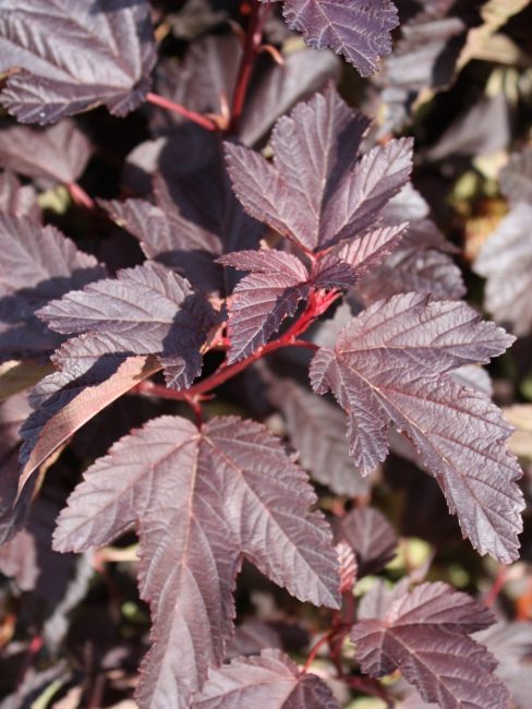 Vésicule Kalinolistny Schuch (Schuch)