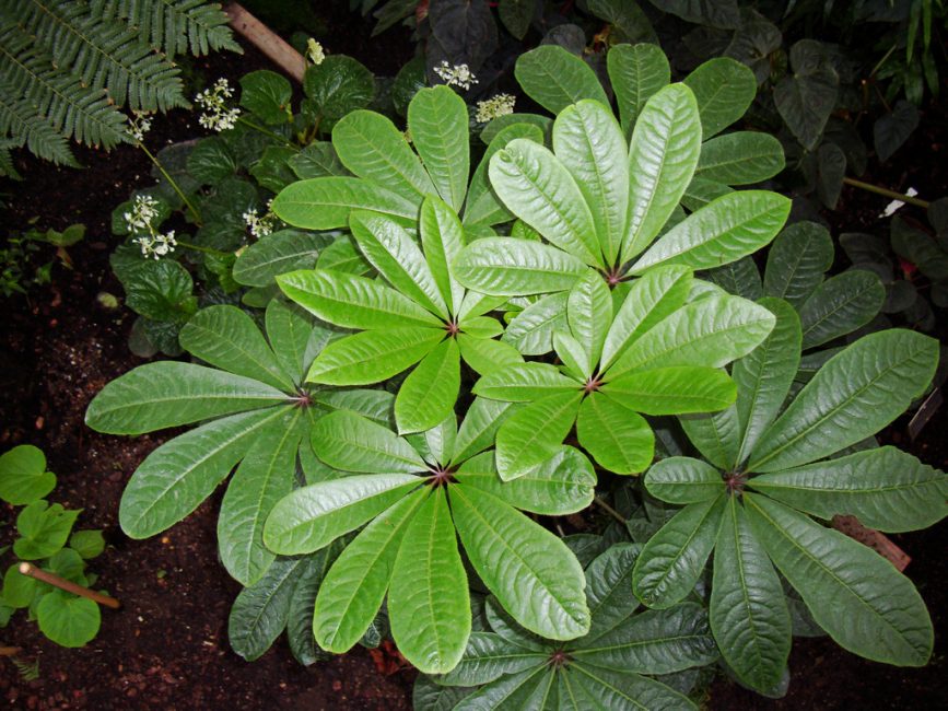 Schefflera digitata
